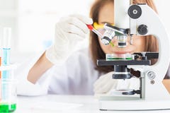 Υγρό μείωσης επιστημόνων petri στο πιάτο στοκ εικόνες Υγρό μείωσης επιστημόνων petri στο πιάτο στοκ εικόνες