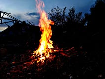 Υπάρχουν πολλά διαφορετικά είδη δέντρων στοκ εικόνα Υπάρχουν πολλά διαφορετικά είδη δέντρων στοκ εικόνα