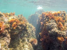 Υποβρύχια επιφύλαξη φύσης αλλαγών βάρδιας Las εικόνας Denia Αλικάντε Ισπανία στοκ εικόνες Υποβρύχια επιφύλαξη φύσης αλλαγών βάρδιας Las εικόνας Denia Αλικάντε Ισπανία στοκ εικόνες