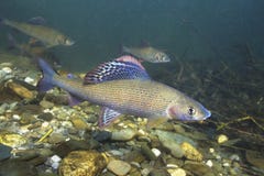 Υποβρύχια φωτογραφία thymallus Thymallus Grayling στο σαφές νερό στοκ φωτογραφία Υποβρύχια φωτογραφία thymallus Thymallus Grayling στο σαφές νερό στοκ φωτογραφία