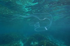 Υποβρύχιος μια ζωή θάλασσας ζελατίνας χτενών περιζωμάτων της Αφροδίτης Στοκ Φωτογραφίες Υποβρύχιος μια ζωή θάλασσας ζελατίνας χτενών περιζωμάτων της Αφροδίτης Στοκ Φωτογραφίες