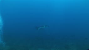 Υποβρύχιος τηλεοπτικός Galapagos λιονταριών θάλασσας Ειρηνικός Ωκεανός νησιών κατάδυσης φιλμ μικρού μήκους Υποβρύχιος τηλεοπτικός Galapagos λιονταριών θάλασσας Ειρηνικός Ωκεανός νησιών κατάδυσης φιλμ μικρού μήκους