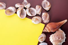 Υπόβαθρο κοχυλιών θάλασσας στοκ φωτογραφία με δικαίωμα ελεύθερης χρήσης Υπόβαθρο κοχυλιών θάλασσας στοκ φωτογραφία με δικαίωμα ελεύθερης χρήσης