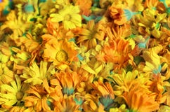 Υπόβαθρο με φρέσκο Calendula χορτάρια ιατρικά Στοκ εικόνες με δικαίωμα ελεύθερης χρήσης Υπόβαθρο με φρέσκο Calendula χορτάρια ιατρικά Στοκ εικόνες με δικαίωμα ελεύθερης χρήσης