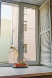 Υψηλό παράθυρο με τους ξύλινους τυφλούς και μια ευρεία στρωματοειδής φλέβα παραθύρων στο παλαιό σπίτι της Αγία Πετρούπολης στοκ φωτογραφία με δικαίωμα ελεύθερης χρήσης Υψηλό παράθυρο με τους ξύλινους τυφλούς και μια ευρεία στρωματοειδής φλέβα παραθύρων στο παλαιό σπίτι της Αγία Πετρούπολης στοκ φωτογραφία με δικαίωμα ελεύθερης χρήσης