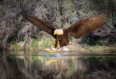 Φαλακρός αετός που πιάνει ένα ψάρι στοκ φωτογραφίες με δικαίωμα ελεύθερης χρήσης Φαλακρός αετός που πιάνει ένα ψάρι στοκ φωτογραφίες με δικαίωμα ελεύθερης χρήσης