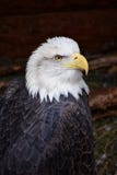 φαλακρό leucocephalus haliaeetus αετών στοκ φωτογραφία φαλακρό leucocephalus haliaeetus αετών στοκ φωτογραφία