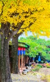 Φθινοπωρινό δέντρο ginkgo στον όμορφο κήπο στοκ φωτογραφία με δικαίωμα ελεύθερης χρήσης Φθινοπωρινό δέντρο ginkgo στον όμορφο κήπο στοκ φωτογραφία με δικαίωμα ελεύθερης χρήσης
