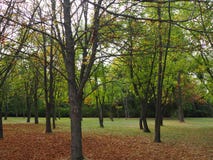Φθινοπωρινό τοπίο, ξηρά φύλλα σε ένα πάρκο τη νεφελώδη ημέρα στοκ εικόνες Φθινοπωρινό τοπίο, ξηρά φύλλα σε ένα πάρκο τη νεφελώδη ημέρα στοκ εικόνες