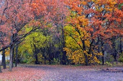 Φθινόπωρο Colurful στοκ φωτογραφίες Φθινόπωρο Colurful στοκ φωτογραφίες