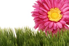 φούξια χλόη gerbera λουλουδιών μαργαριτών χρώματος πράσινη στοκ φωτογραφία με δικαίωμα ελεύθερης χρήσης φούξια χλόη gerbera λουλουδιών μαργαριτών χρώματος πράσινη στοκ φωτογραφία με δικαίωμα ελεύθερης χρήσης