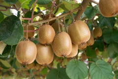 Φρέσκα ακτινίδια Kiwifruit Actinidia στοκ φωτογραφία Φρέσκα ακτινίδια Kiwifruit Actinidia στοκ φωτογραφία