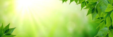 Φρέσκα φύλλα στην άνοιξη στοκ εικόνες Φρέσκα φύλλα στην άνοιξη στοκ εικόνες
