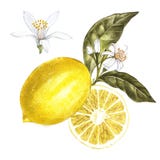 Φρέσκο λεμόνι watercolor με τα λουλούδια Συρμένη χέρι βοτανική απεικόνιση διανυσματική απεικόνιση Φρέσκο λεμόνι watercolor με τα λουλούδια Συρμένη χέρι βοτανική απεικόνιση διανυσματική απεικόνιση