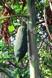 Φρέσκο πράσινο papaya φύσης στο δέντρο με τα φρούτα στο τοπίο φύσης στοκ φωτογραφία Φρέσκο πράσινο papaya φύσης στο δέντρο με τα φρούτα στο τοπίο φύσης στοκ φωτογραφία