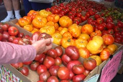 Φρέσκο τηγανισμένο Ravioli που εξυπηρετείται στο φεστιβάλ στοκ εικόνες Φρέσκο τηγανισμένο Ravioli που εξυπηρετείται στο φεστιβάλ στοκ εικόνες
