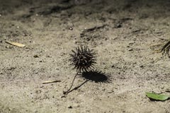 Φρούτα Sweetgum στοκ φωτογραφίες Φρούτα Sweetgum στοκ φωτογραφίες