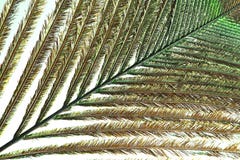 Φτερό Peacock στοκ εικόνα με δικαίωμα ελεύθερης χρήσης Φτερό Peacock στοκ εικόνα με δικαίωμα ελεύθερης χρήσης