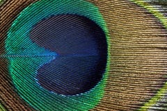 Φτερό Peacock στοκ εικόνα με δικαίωμα ελεύθερης χρήσης Φτερό Peacock στοκ εικόνα με δικαίωμα ελεύθερης χρήσης