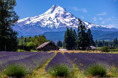 Φυσική άποψη της κουκοÏλας ΑΜ με τις σειÏÎÏ‚ lavender σε Îνα Ï€Ïώτο πλάνο στοκ φωτογραφία με δικαίωμα ελεύθερης χρήσης Φυσική άποψη της κουκοÏλας ΑΜ με τις σειÏÎÏ‚ lavender σε Îνα Ï€Ïώτο πλάνο στοκ φωτογραφία με δικαίωμα ελεύθερης χρήσης