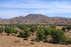 Φυτεία argan των δέντρων, Μαρόκο Στοκ φωτογραφία με δικαίωμα ελεύθερης χρήσης
