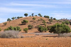 Φυτεία argan των δέντρων, Μαρόκο Στοκ Εικόνες