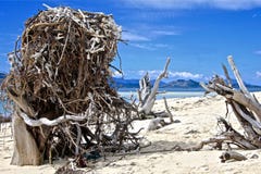 Φωλιά του τεράστιου αετού σε μια θεϊκή παραλία στοκ φωτογραφίες με δικαίωμα ελεύθερης χρήσης Φωλιά του τεράστιου αετού σε μια θεϊκή παραλία στοκ φωτογραφίες με δικαίωμα ελεύθερης χρήσης