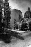 Φως μέσω των δέντρων στο εθνικό πάρκο Yosemite - ο Μαύρος & λευκό στοκ εικόνα με δικαίωμα ελεύθερης χρήσης Φως μέσω των δέντρων στο εθνικό πάρκο Yosemite - ο Μαύρος & λευκό στοκ εικόνα με δικαίωμα ελεύθερης χρήσης