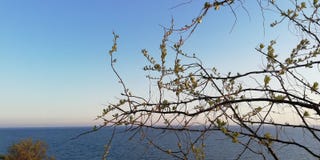 Φωτεινό seascape Οι κλάδοι του θάμνου ενάντια στην μπλε θάλασσα και τον ασυννέφιαστο ουρανό r στοκ φωτογραφία Φωτεινό seascape Οι κλάδοι του θάμνου ενάντια στην μπλε θάλασσα και τον ασυννέφιαστο ουρανό r στοκ φωτογραφία