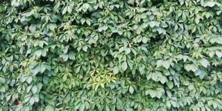Φωτεινό θερινό floral υπόβαθρο Τοίχος των πράσινων φύλλων των διακοσμητικών κοριτσίστικων σταφυλιών στοκ εικόνες Φωτεινό θερινό floral υπόβαθρο Τοίχος των πράσινων φύλλων των διακοσμητικών κοριτσίστικων σταφυλιών στοκ εικόνες