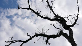 Φωτεινός ουρανός μέσω των όμορφων ξύλινων σκιών στοκ εικόνες Φωτεινός ουρανός μέσω των όμορφων ξύλινων σκιών στοκ εικόνες