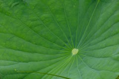 Φωτεινός πράσινος φύλλων Lotus τα μεγάλα φύλλα πολλών οφελών στοκ φωτογραφία με δικαίωμα ελεύθερης χρήσης Φωτεινός πράσινος φύλλων Lotus τα μεγάλα φύλλα πολλών οφελών στοκ φωτογραφία με δικαίωμα ελεύθερης χρήσης