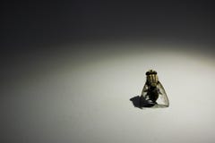 Φωτογενές πορτρέτο μυγών με το επίκεντρο στοκ φωτογραφίες με δικαίωμα ελεύθερης χρήσης Φωτογενές πορτρέτο μυγών με το επίκεντρο στοκ φωτογραφίες με δικαίωμα ελεύθερης χρήσης