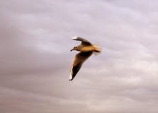 Φωτογραφία Seagull που πετά πέρα από το νερό ακτών Στοκ Εικόνα Φωτογραφία Seagull που πετά πέρα από το νερό ακτών Στοκ Εικόνα