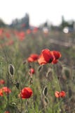 Φωτογραφία των κόκκινων παπαρουνών το καλοκαίρι στη φύση στοκ φωτογραφίες Φωτογραφία των κόκκινων παπαρουνών το καλοκαίρι στη φύση στοκ φωτογραφίες