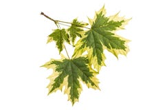Φύλλα σφενδάμου Acer platanoides Drummondii σε ένα άσπρο υπόβαθρο στοκ εικόνες Φύλλα σφενδάμου Acer platanoides Drummondii σε ένα άσπρο υπόβαθρο στοκ εικόνες