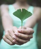 Φύλλο biloba Ginkgo εκμετάλλευσης γυναικών στα χέρια της Στοκ Φωτογραφία Φύλλο biloba Ginkgo εκμετάλλευσης γυναικών στα χέρια της Στοκ Φωτογραφία