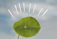 Φύλλο Nasturnium Accupuncture στοκ φωτογραφίες με δικαίωμα ελεύθερης χρήσης Φύλλο Nasturnium Accupuncture στοκ φωτογραφίες με δικαίωμα ελεύθερης χρήσης