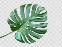 Φύλλα Monstera στο άσπρο υπόβαθρο Τροπικός, βοτανικός στοκ φωτογραφίες Φύλλα Monstera στο άσπρο υπόβαθρο Τροπικός, βοτανικός στοκ φωτογραφίες