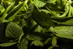 Φύλλα της φρέσκιας, πράσινης και δονούμενης μέντας στοκ φωτογραφίες με δικαίωμα ελεύθερης χρήσης Φύλλα της φρέσκιας, πράσινης και δονούμενης μέντας στοκ φωτογραφίες με δικαίωμα ελεύθερης χρήσης