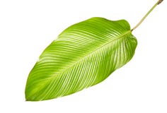 Φύλλωμα Calathea, εξωτικό τροπικό φύλλο, μεγάλο πράσινο φύλλο, που απομονώνεται στο άσπρο υπόβαθρο Στοκ φωτογραφίες με δικαίωμα ελεύθερης χρήσης Φύλλωμα Calathea, εξωτικό τροπικό φύλλο, μεγάλο πράσινο φύλλο, που απομονώνεται στο άσπρο υπόβαθρο Στοκ φωτογραφίες με δικαίωμα ελεύθερης χρήσης