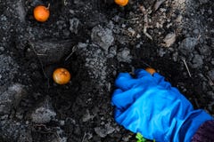 Φύτευση χεριών γυναικών κρεμμύδια στα κρεβάτια κήπων Χρόνος εργασίας κηπουρικής την άνοιξη στοκ εικόνες Φύτευση χεριών γυναικών κρεμμύδια στα κρεβάτια κήπων Χρόνος εργασίας κηπουρικής την άνοιξη στοκ εικόνες