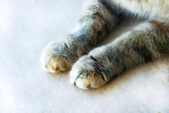 Χαριτωμένα πόδια γατών ` s σε μια ξύλινη άσπρη μισό-τιγρέ γάτα στοκ φωτογραφία με δικαίωμα ελεύθερης χρήσης Χαριτωμένα πόδια γατών ` s σε μια ξύλινη άσπρη μισό-τιγρέ γάτα στοκ φωτογραφία με δικαίωμα ελεύθερης χρήσης