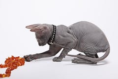 Χαριτωμένη άτριχη γάτα sphinx που απομονώνεται στο λευκό στοκ εικόνες Χαριτωμένη άτριχη γάτα sphinx που απομονώνεται στο λευκό στοκ εικόνες