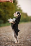 Χαριτωμένη γραπτή παραμονή schnauzer στα πόδια στοκ εικόνα με δικαίωμα ελεύθερης χρήσης Χαριτωμένη γραπτή παραμονή schnauzer στα πόδια στοκ εικόνα με δικαίωμα ελεύθερης χρήσης