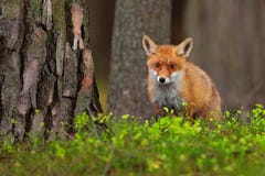 Χαριτωμένη κόκκινη αλεπού, Vulpes vulpes, στο πράσινο δάσος στοκ φωτογραφίες με δικαίωμα ελεύθερης χρήσης Χαριτωμένη κόκκινη αλεπού, Vulpes vulpes, στο πράσινο δάσος στοκ φωτογραφίες με δικαίωμα ελεύθερης χρήσης