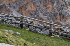 Χαριτωμένη συνεδρίαση μαρμοτών σε έναν τοίχο στους δολομίτες, Ιταλία στοκ εικόνες Χαριτωμένη συνεδρίαση μαρμοτών σε έναν τοίχο στους δολομίτες, Ιταλία στοκ εικόνες