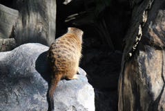 Χαριτωμένη συνεδρίαση meerkat σε έναν βράχο που κοιτάζει πέρα από το έδαφός του στοκ φωτογραφία με δικαίωμα ελεύθερης χρήσης Χαριτωμένη συνεδρίαση meerkat σε έναν βράχο που κοιτάζει πέρα από το έδαφός του στοκ φωτογραφία με δικαίωμα ελεύθερης χρήσης