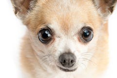 Χαριτωμένο Chihuahua που απομονώνεται στην άσπρη ανασκόπηση στοκ εικόνες Χαριτωμένο Chihuahua που απομονώνεται στην άσπρη ανασκόπηση στοκ εικόνες