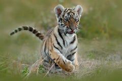 Χαριτωμένο cub τιγρών Σιβηρική τίγρη στη χλόη Τίγρη Amur που τρέχει στο λιβάδι Θερινή σκηνή άγριας φύσης δράσης με το ζώο κινδύνο Στοκ εικόνες με δικαίωμα ελεύθερης χρήσης Χαριτωμένο cub τιγρών Σιβηρική τίγρη στη χλόη Τίγρη Amur που τρέχει στο λιβάδι Θερινή σκηνή άγριας φύσης δράσης με το ζώο κινδύνο Στοκ εικόνες με δικαίωμα ελεύθερης χρήσης